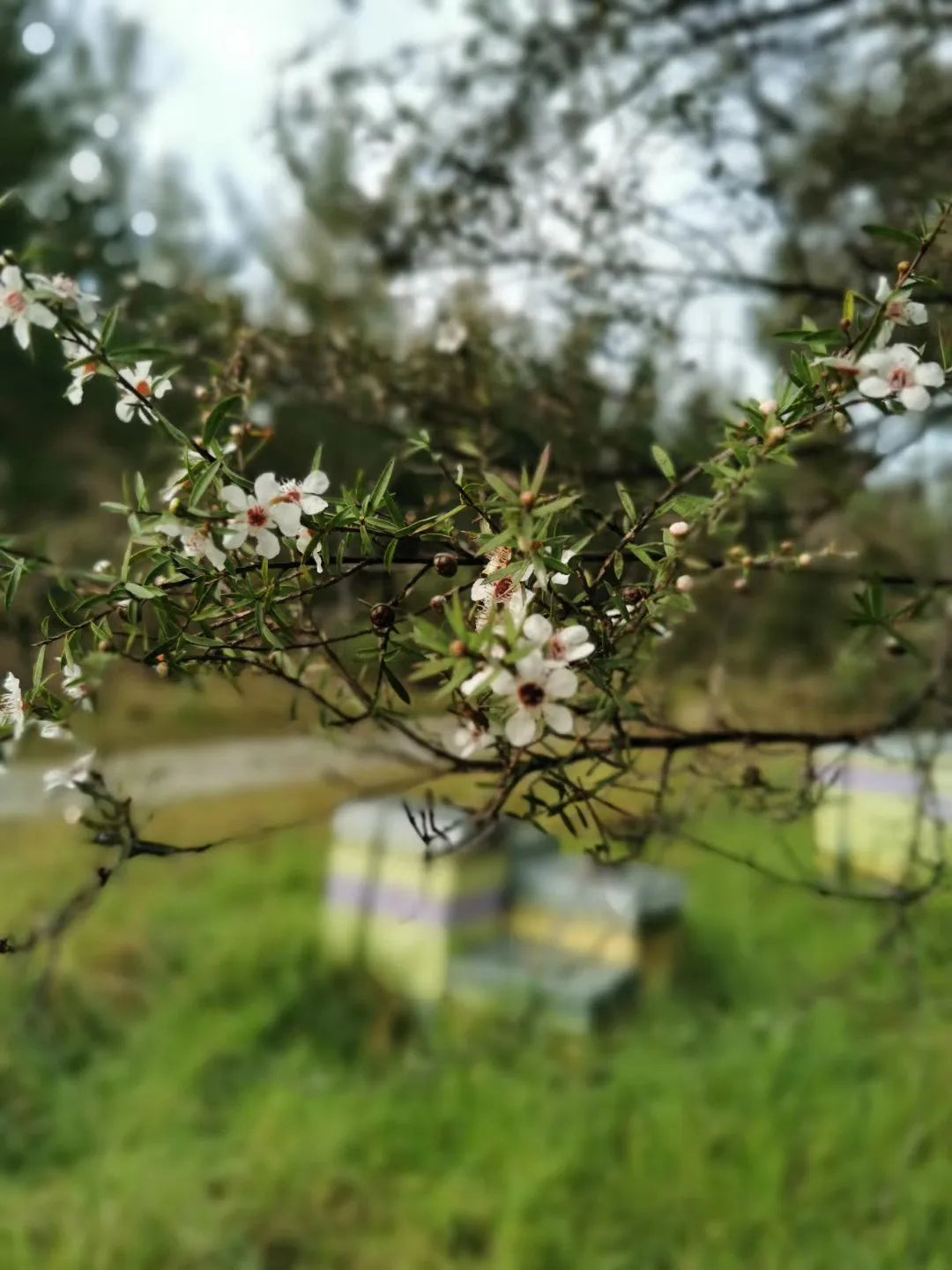 Discovering the Power of Mānuka Honey: The Complete Science-Based Guide
